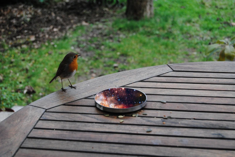 A robin, standing on the corner of a wooden garden table, is looking through a small round flat recipient in front of it, next of which are scattered a few seeds. In the recipient appear stars and nebulae.
