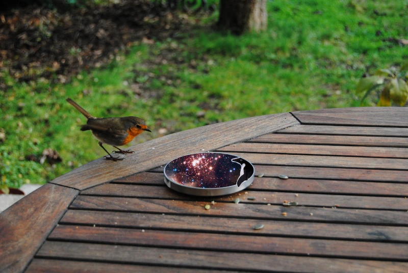 The robin looks more closely in the recipient, still staying at a distance. In the stars there is a penguin with a wing out of the recipient.