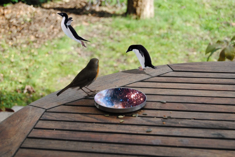 The robin now shows its back to the camera. It's just above the recipient. Two penguins came out of the recipient, in which a starry sky is still visible. One of them jumped on the corner of the table, wings and legs deployed. The other one is following, standing on the corner, looking toward the ground.